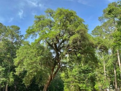 6301 Buttonbush Drive, Unit Lot 8, Ravenel, SC 29470