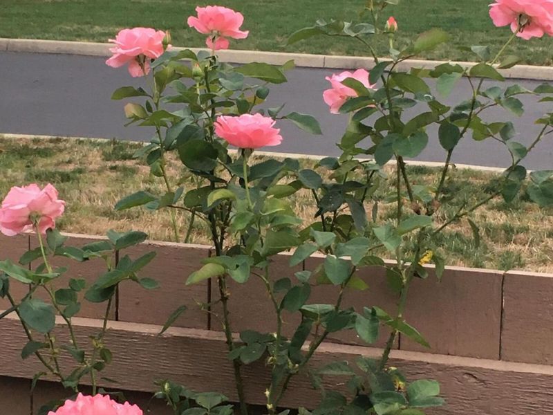 2506 Timberside Drive, Columbus, OH 43235 Photo 16