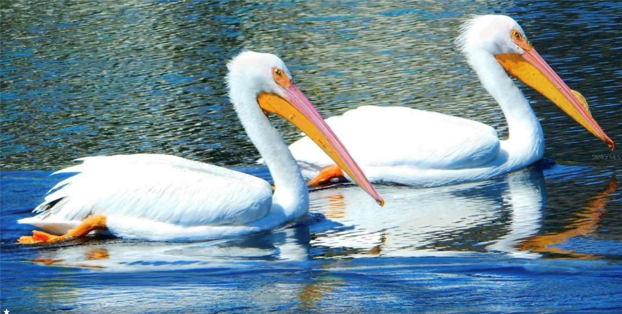 1025 Siberian Glen, Bradenton, FL 34212 Photo