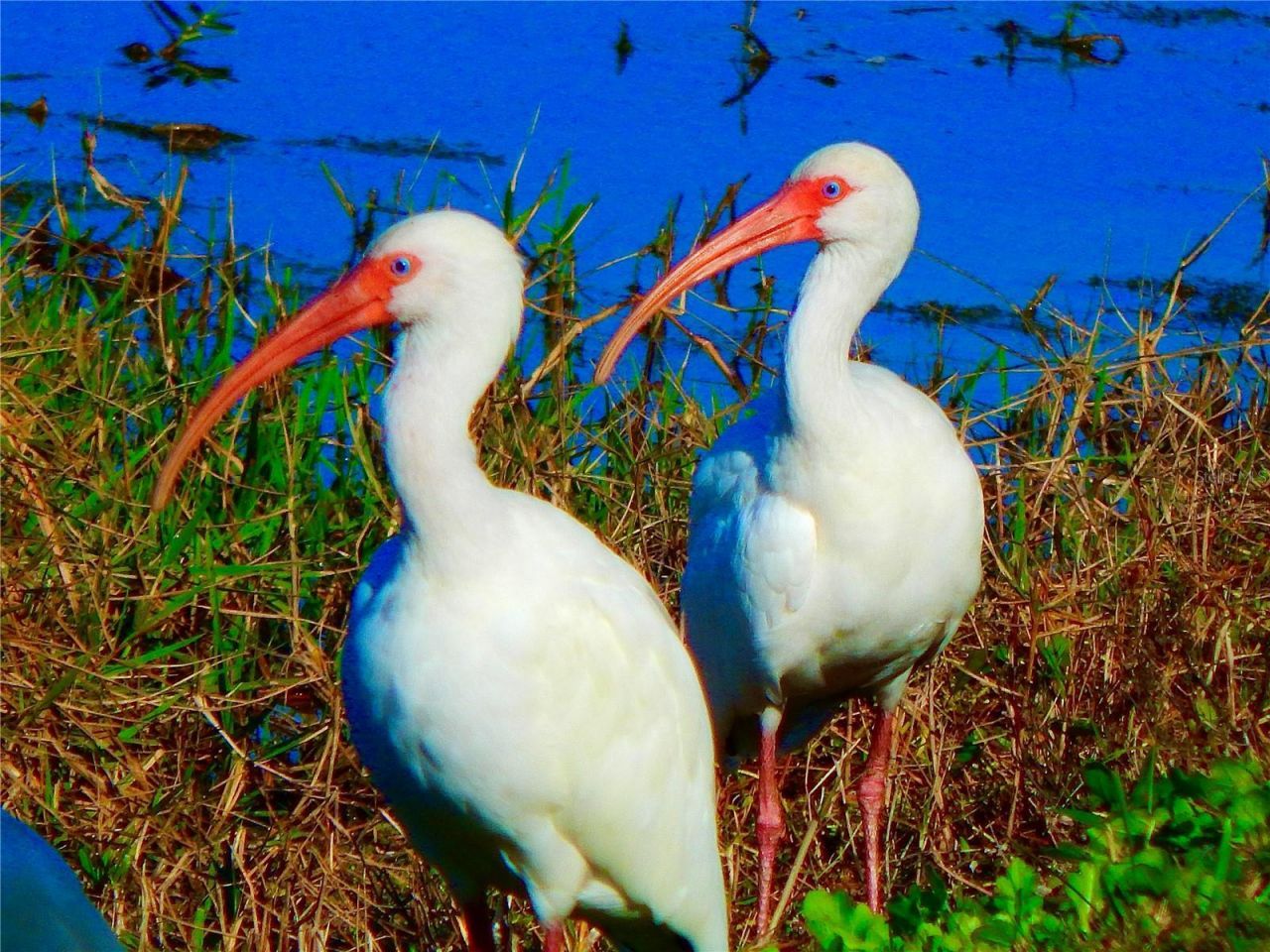 1025 Siberian Glen, Bradenton, FL 34212 Photo