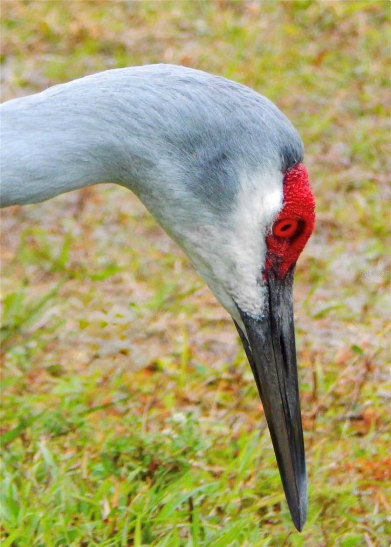 1025 Siberian Glen, Bradenton, FL 34212 Photo