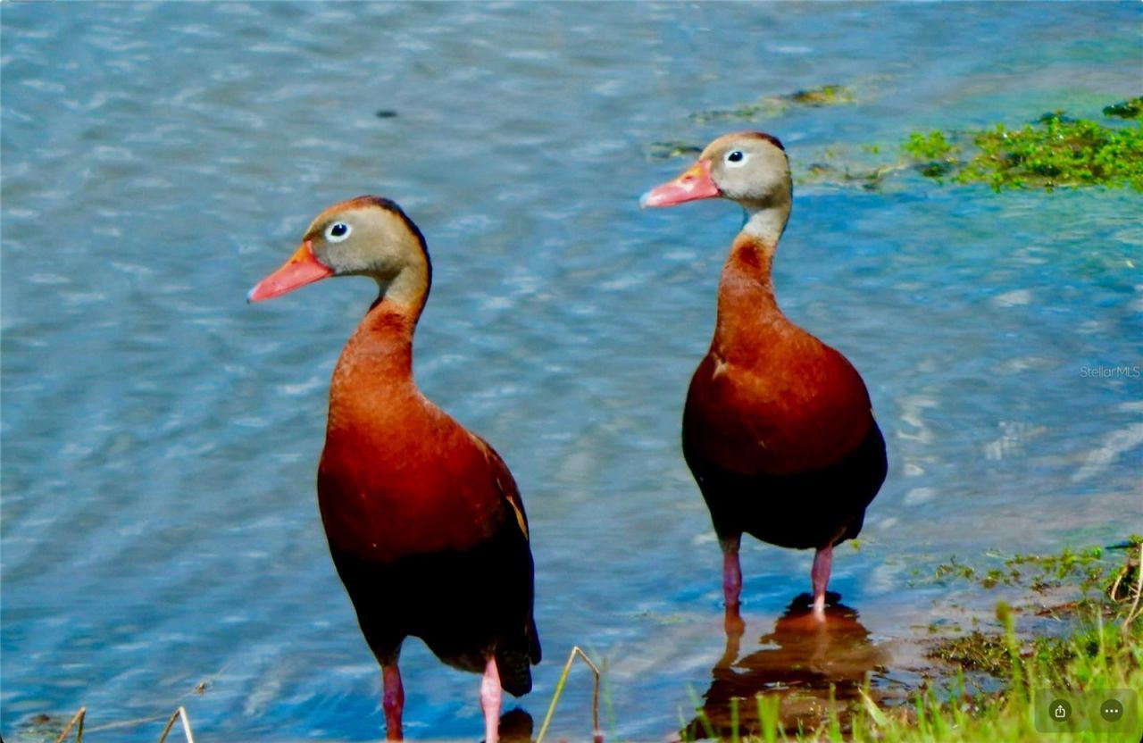 1025 Siberian Glen, Bradenton, FL 34212 Photo