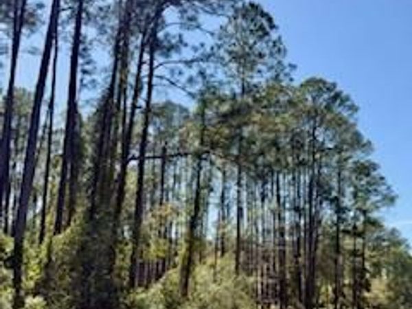 251 GEORGETOWN DENVER Road, Georgetown, FL 32139