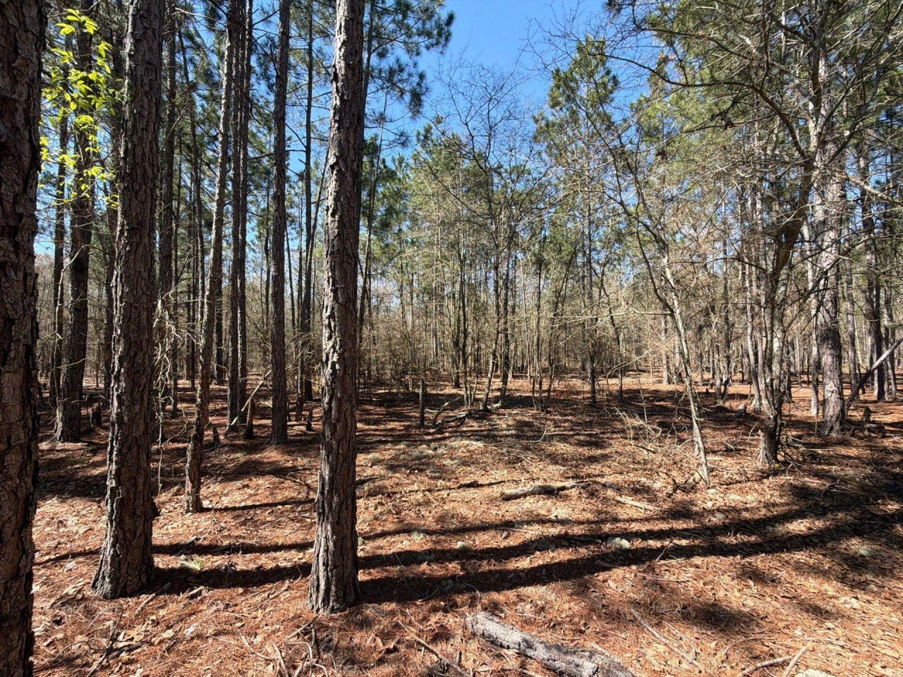 Bhl 10 Boise Cascade Photo 11