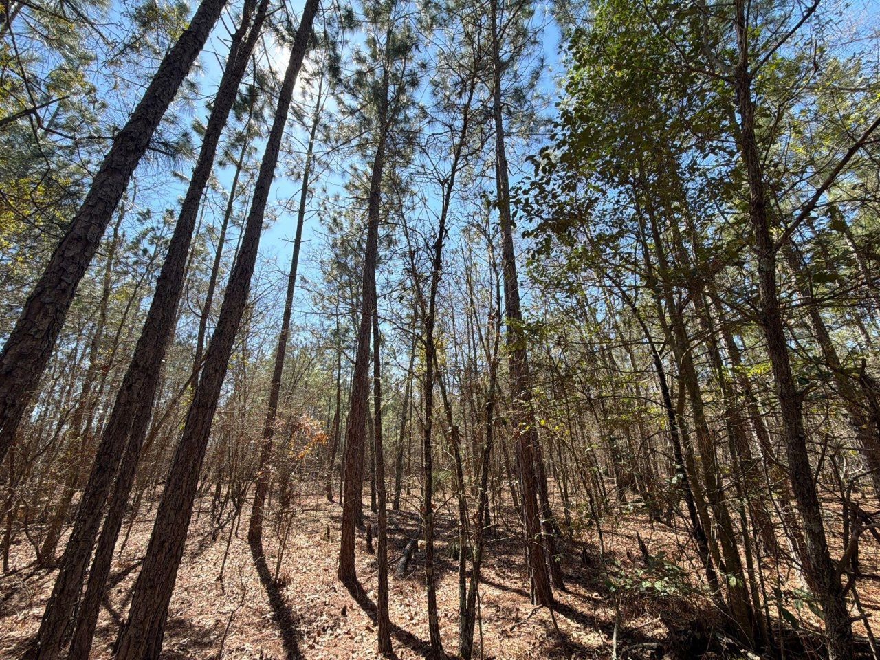 Bhl 10 Boise Cascade Photo 13