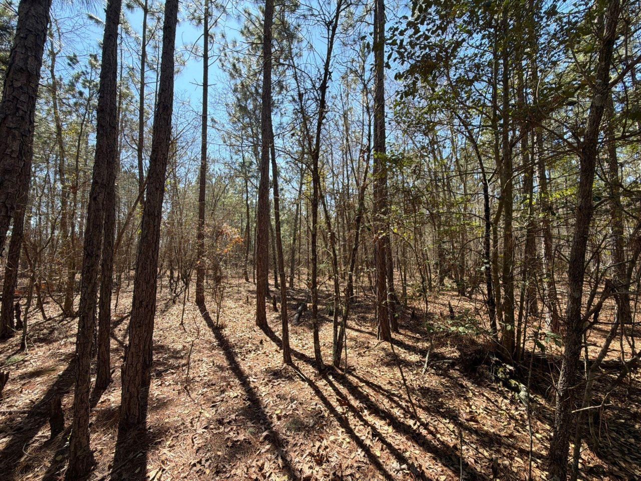 Bhl 10 Boise Cascade Photo 14