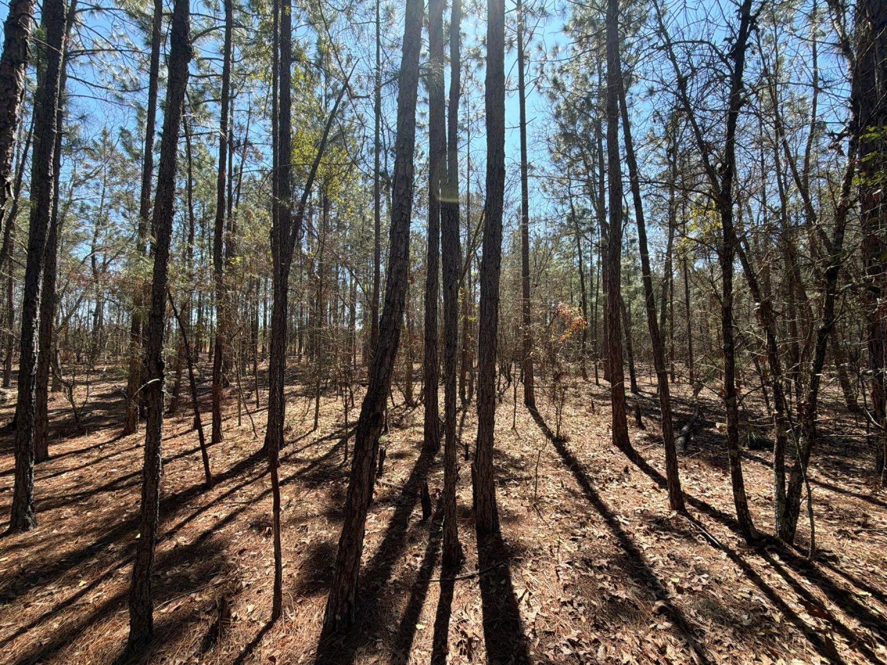 Bhl 10 Boise Cascade Photo 15