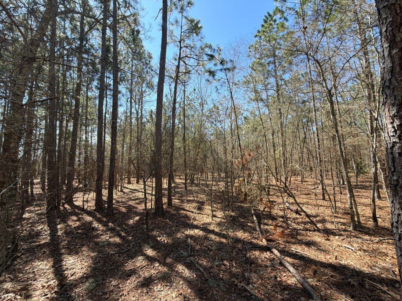 Bhl 10 Boise Cascade Photo 18