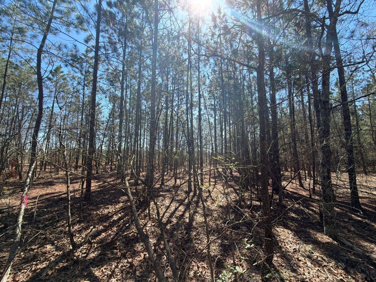 Bhl 10 Boise Cascade Photo 19