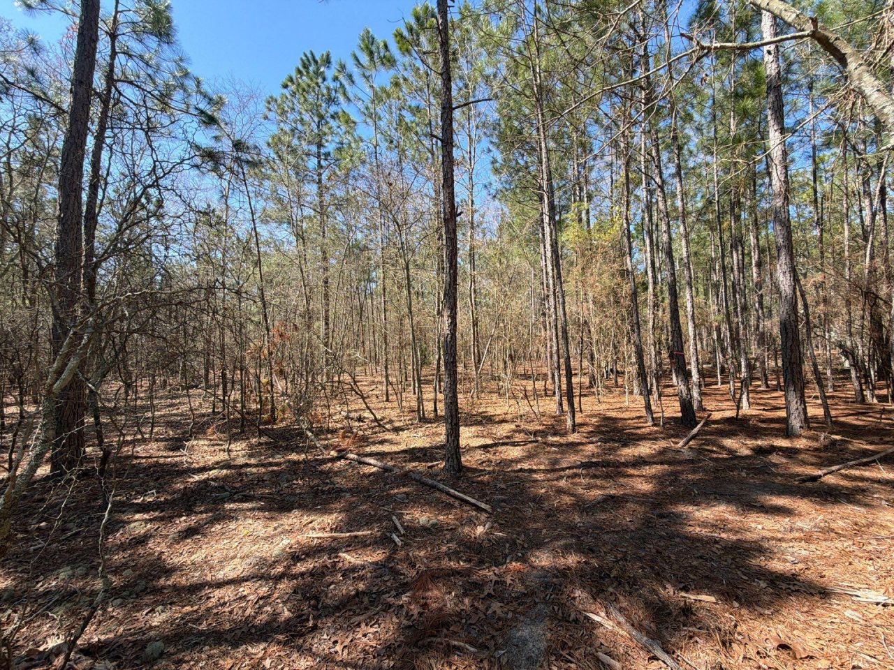 Bhl 10 Boise Cascade Photo 20