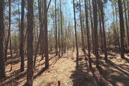 Bhl 10 Boise Cascade photo 4