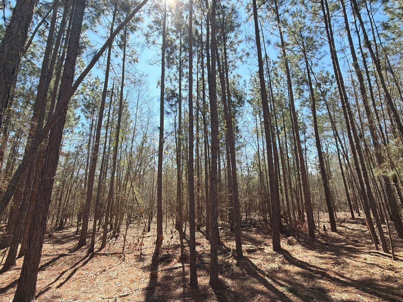 Bhl 10 Boise Cascade Photo 4