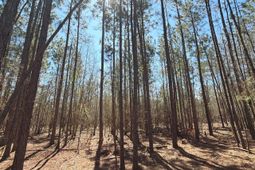 Bhl 10 Boise Cascade photo 4