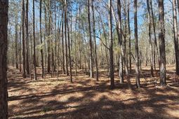 Bhl 10 Boise Cascade photo 4