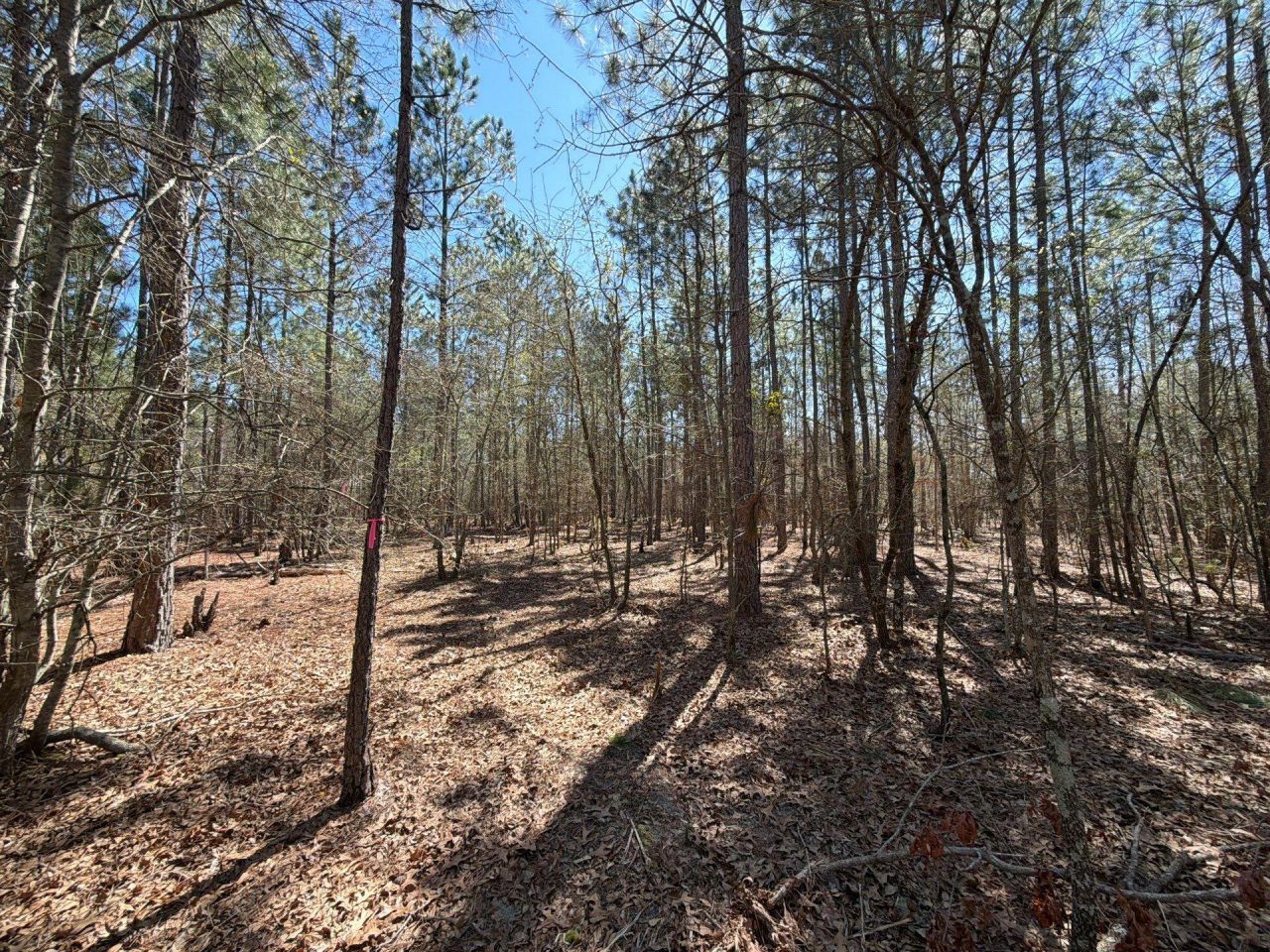 Bhl 10 Boise Cascade Photo 6