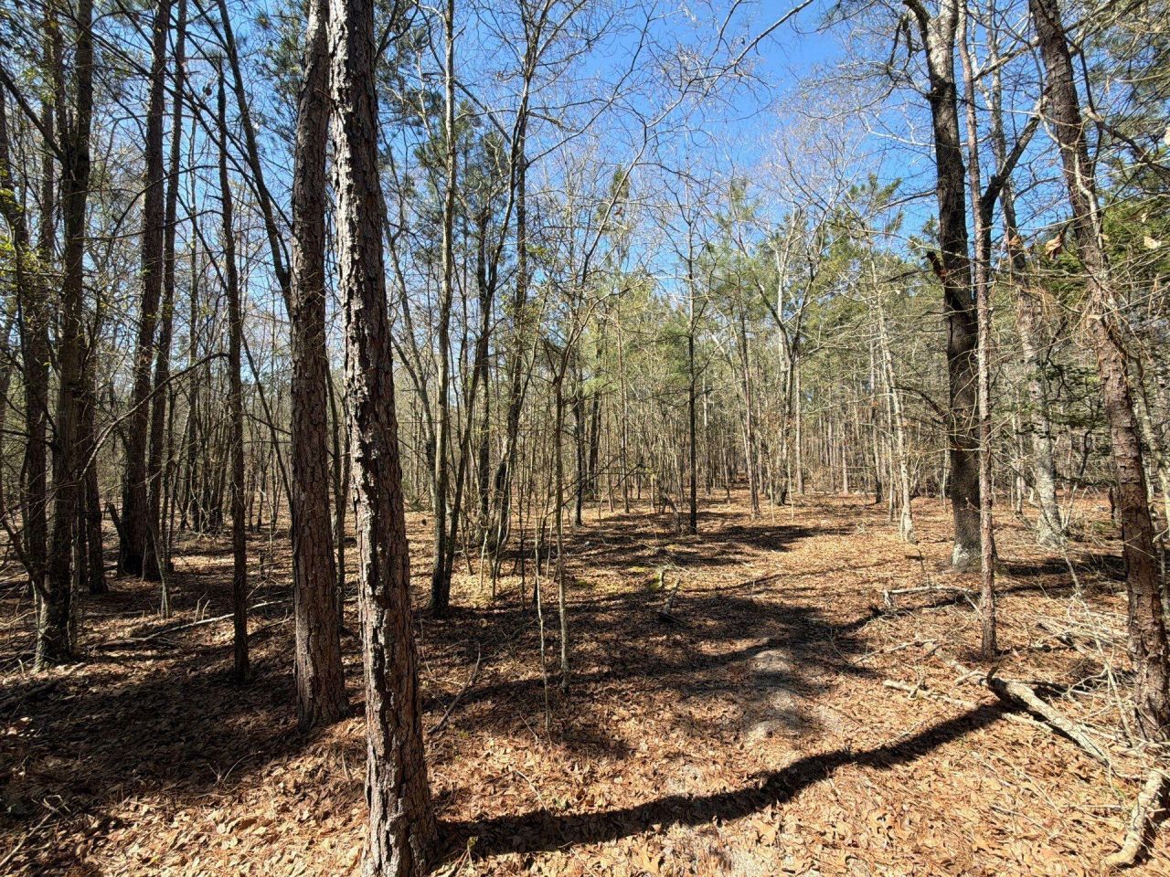 Bhl 10 Boise Cascade Photo 7