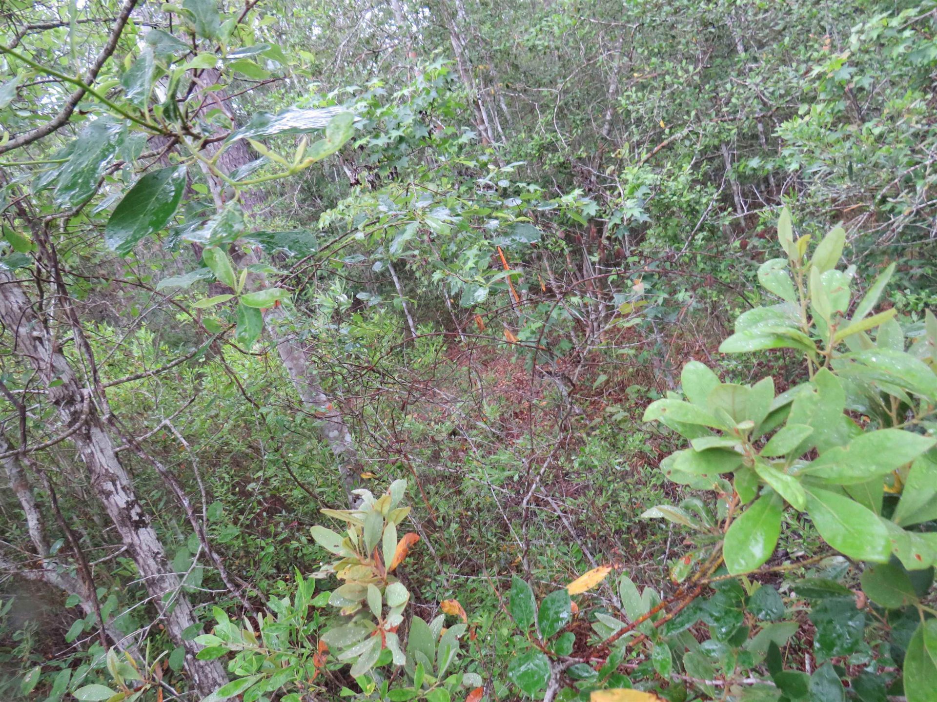 T.b.d. Finnell Rd. Photo 11