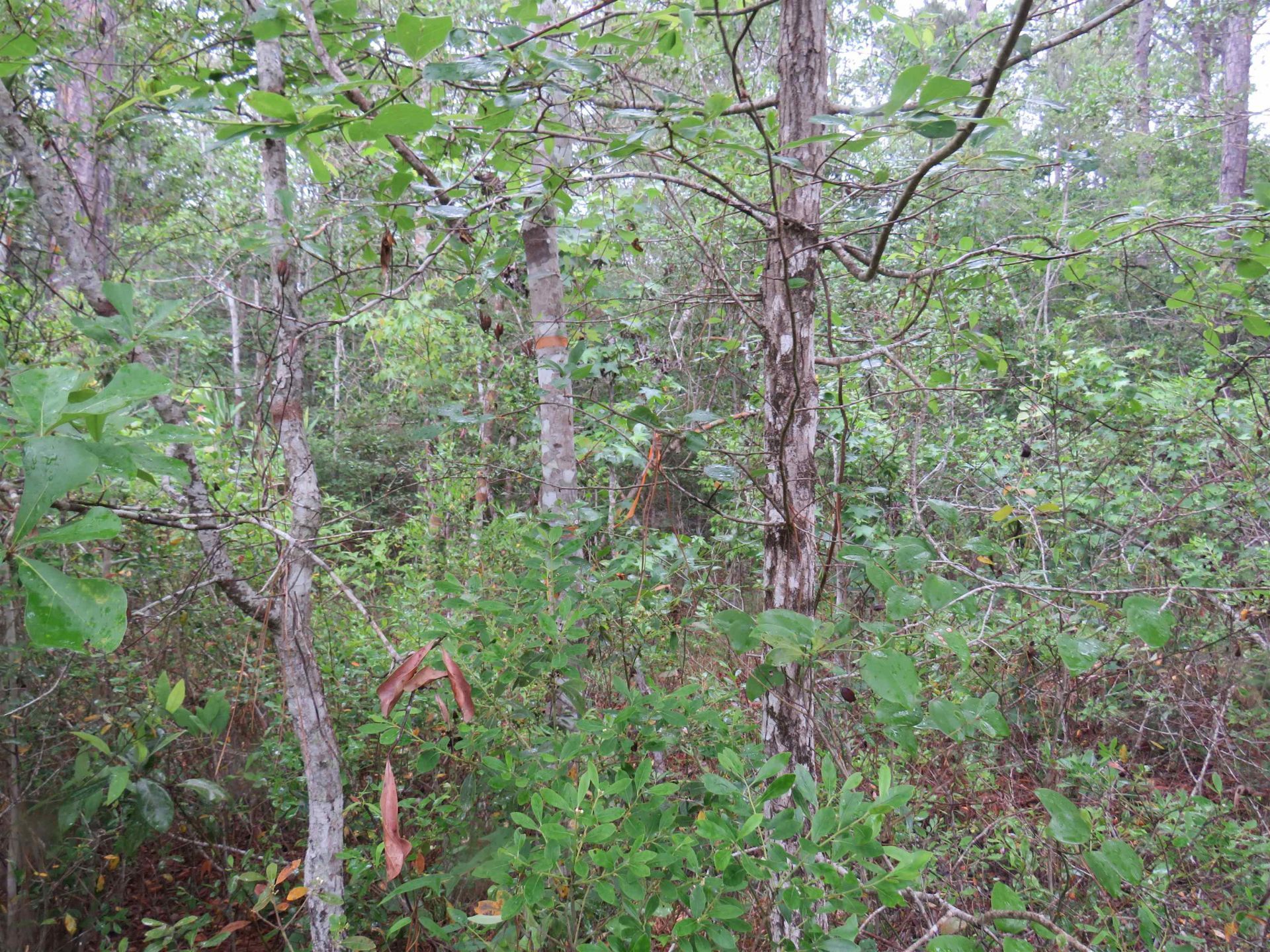 T.b.d. Finnell Rd. Photo 6