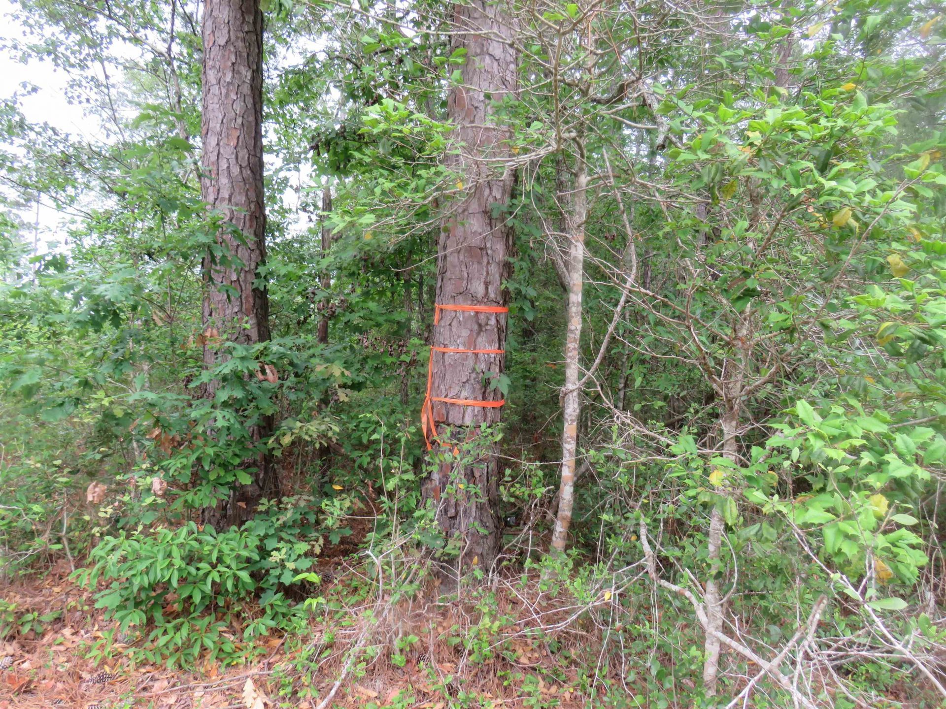 T.b.d. Finnell Rd. Photo 8