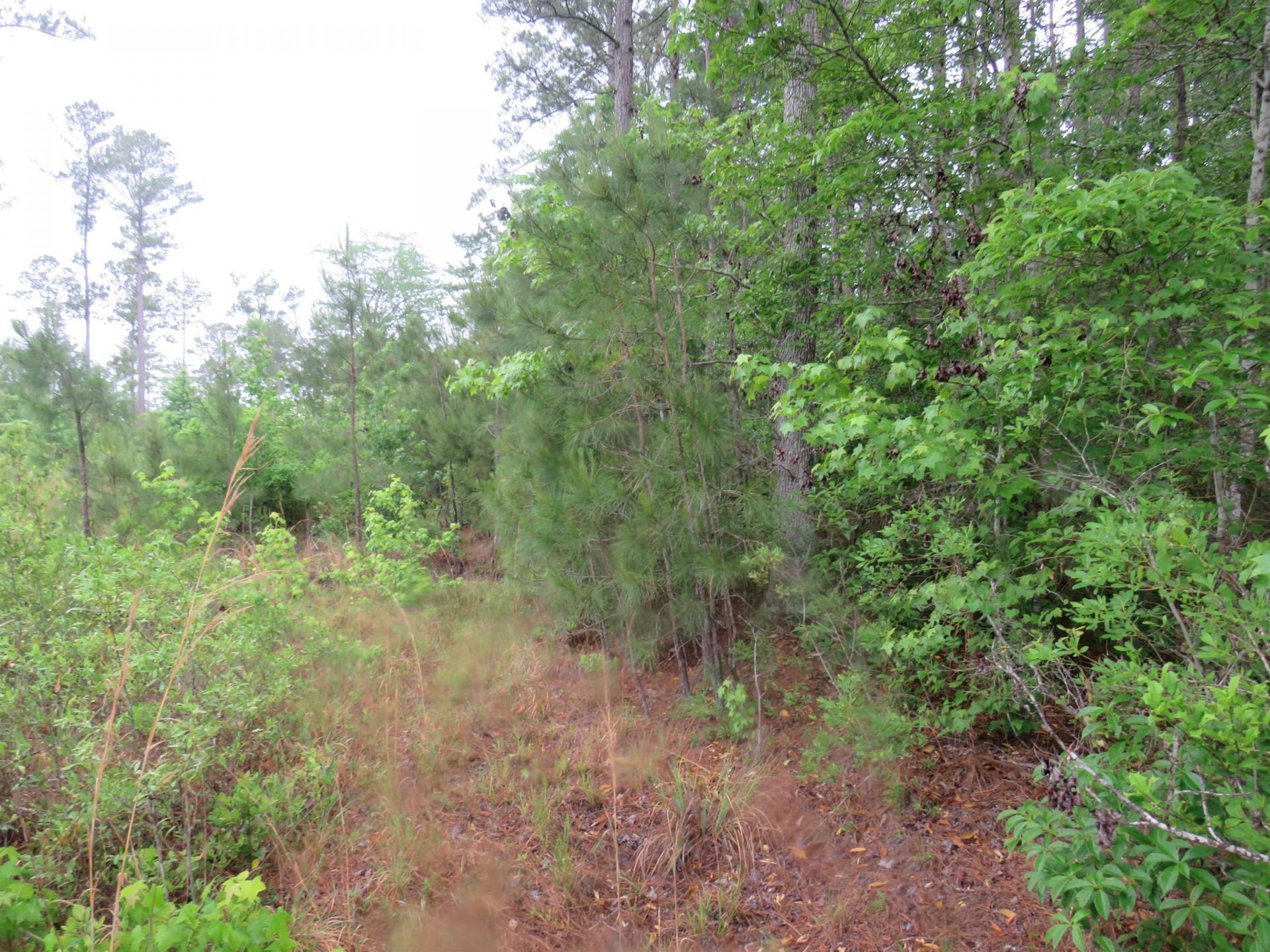 T.b.d. Finnell Rd. Photo 9