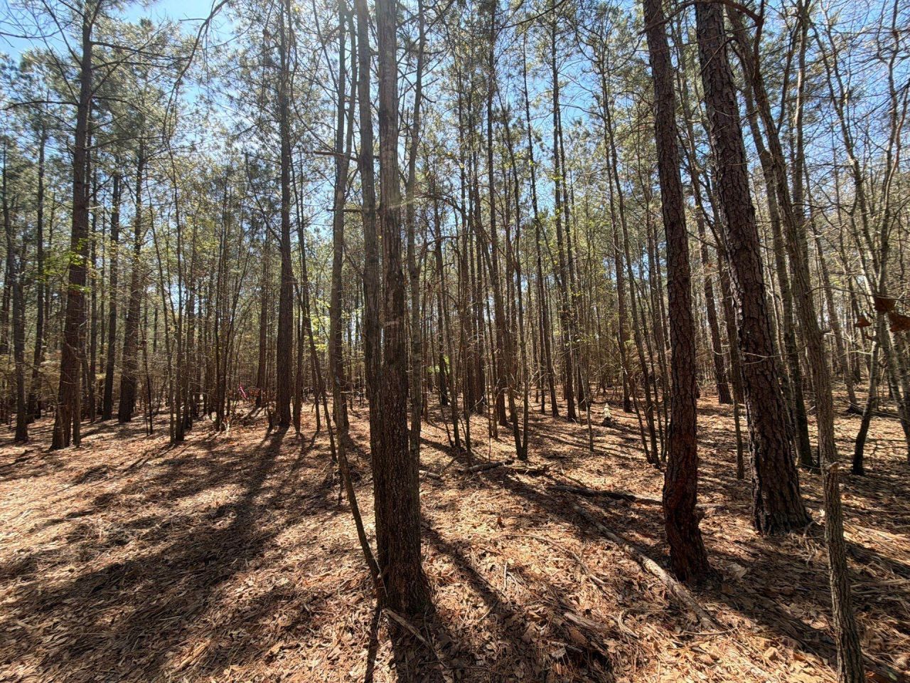 Bhl 11 Boise Cascade Photo 10