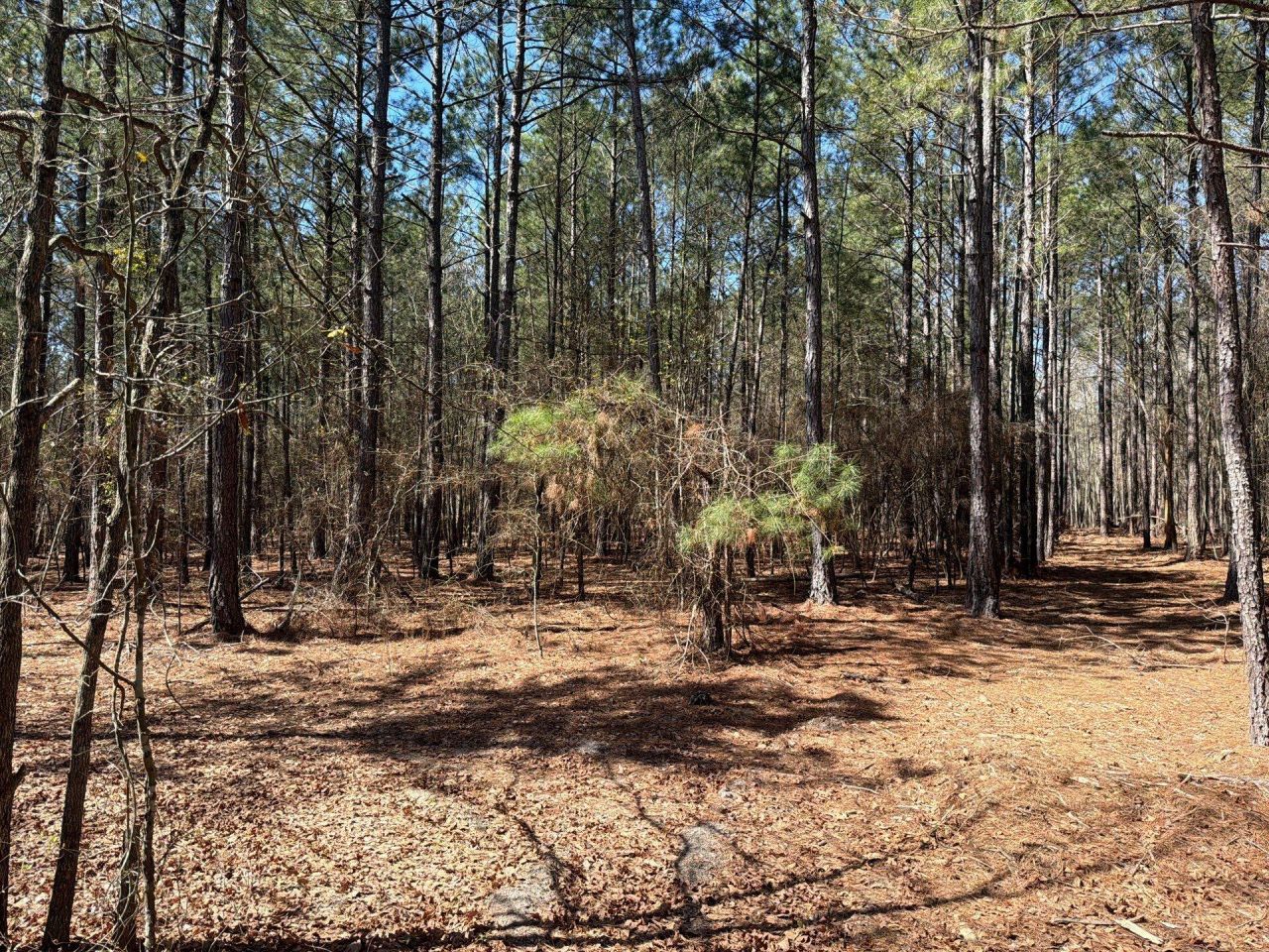 Bhl 11 Boise Cascade Photo 13