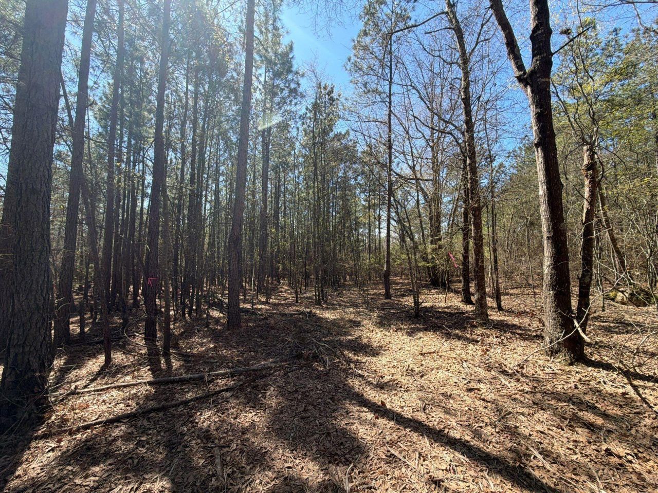 Bhl 11 Boise Cascade Photo 15