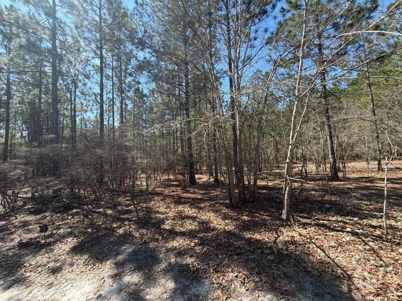 Bhl 11 Boise Cascade Photo 18