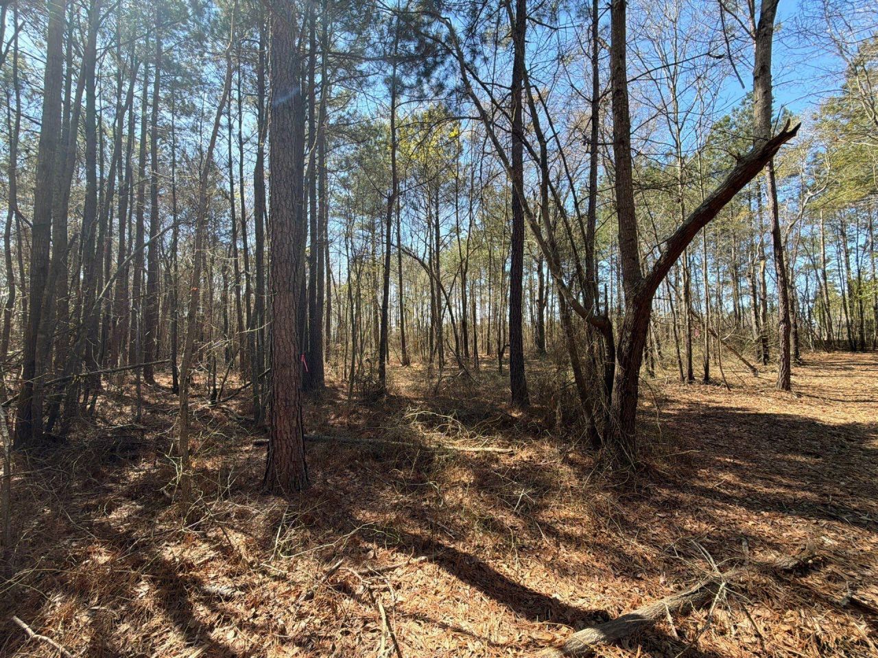 Bhl 11 Boise Cascade Photo 6