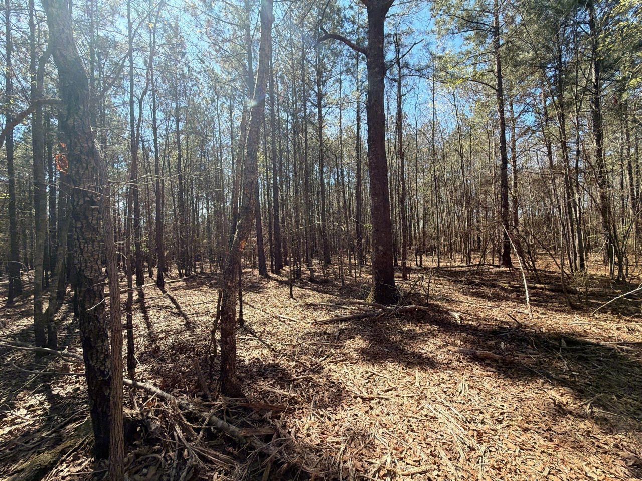 Bhl 11 Boise Cascade Photo 7