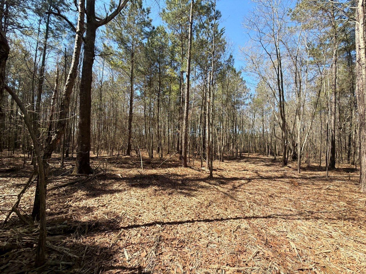 Bhl 11 Boise Cascade Photo 8