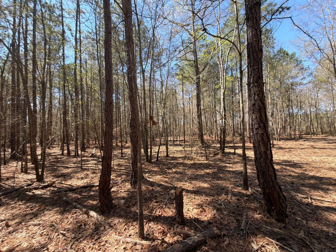 Bhl 11 Boise Cascade Photo 9