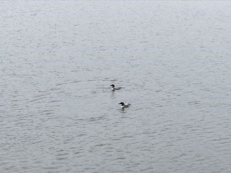 368 Baldwin Dr Drive , Howard, OH 43028 Photo 6