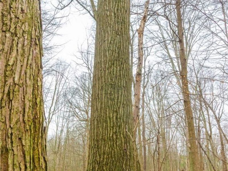 Pigeon Run Avenue SW, Navarre, OH 44662 Photo 34