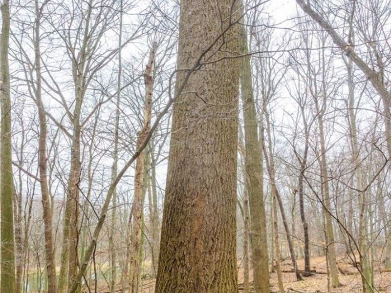 Pigeon Run Avenue SW, Navarre, OH 44662 Photo 35