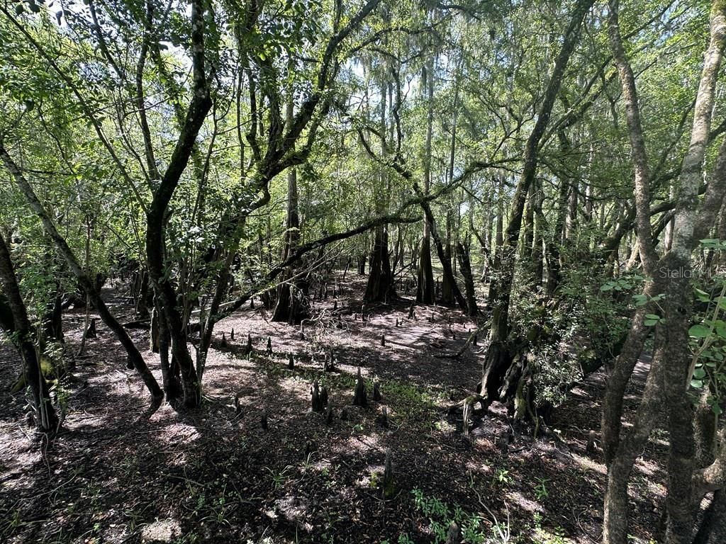 2410 NW 117th Pl , Branford, FL 32008 Photo