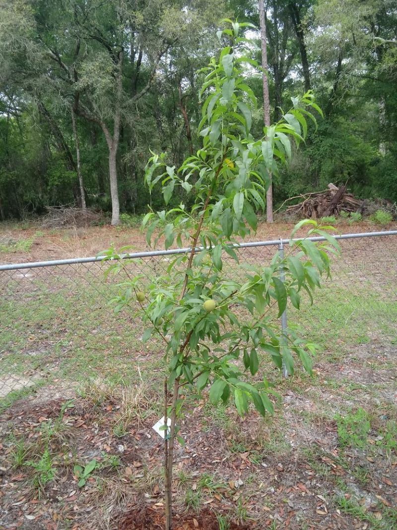 2410 NW 117th Pl, Branford, FL 32008 Photo