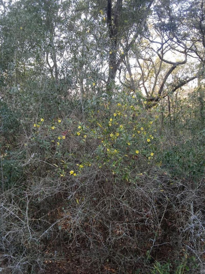 2410 NW 117th Pl, Branford, FL 32008 Photo