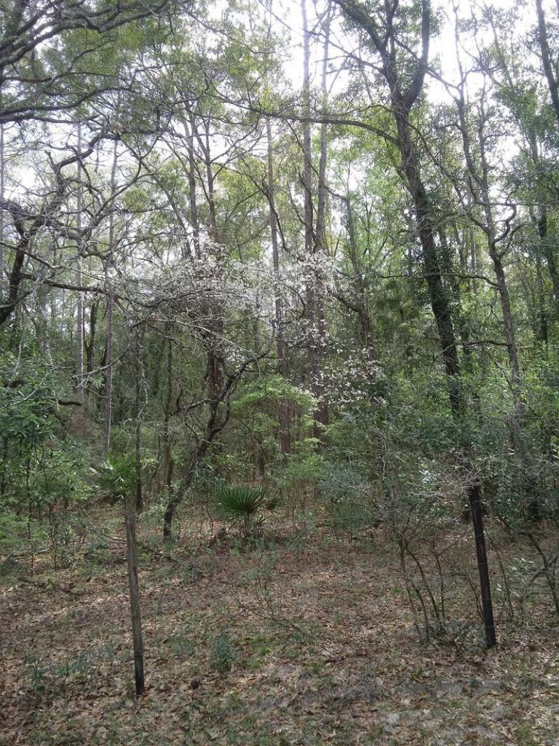 2410 NW 117th Pl , Branford, FL 32008 Photo