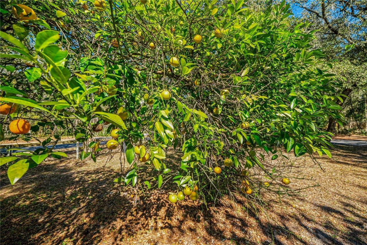 2950 Kings Road, Saint Augustine, FL 32086 Photo