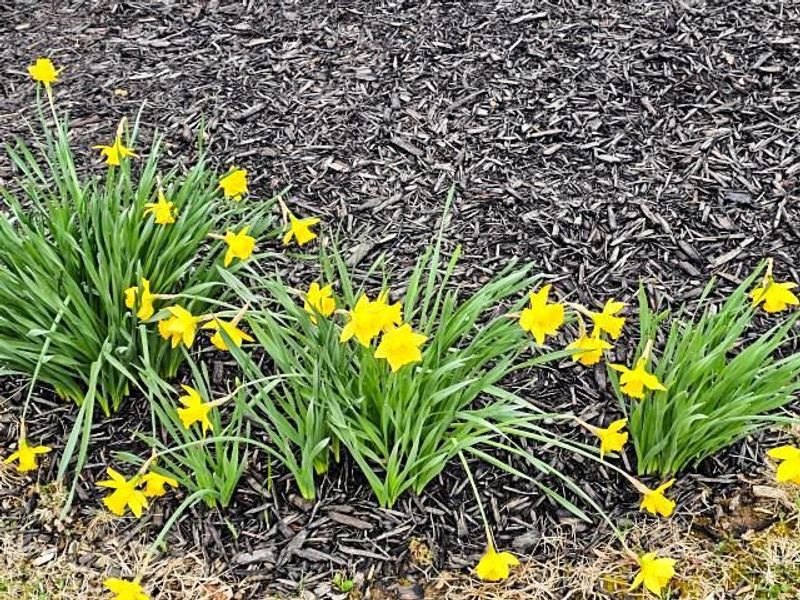 424 Sycamore Drive, Pickerington, OH 43147 Photo 45