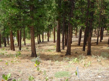 307 Big Cedar Lane, Portola, CA 96122 Photo