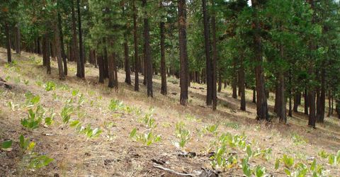 307 Big Cedar Lane, Portola, CA 96122 Photo