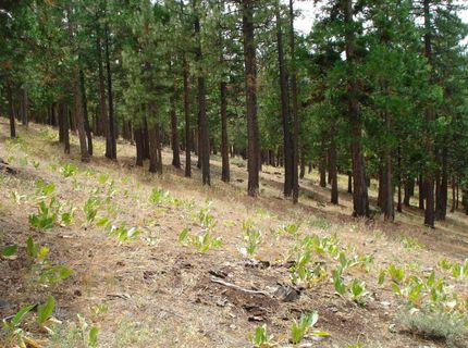 307 Big Cedar Lane, Portola, CA 96122 Photo