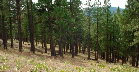 307 Big Cedar Lane, Portola, CA 96122 Photo