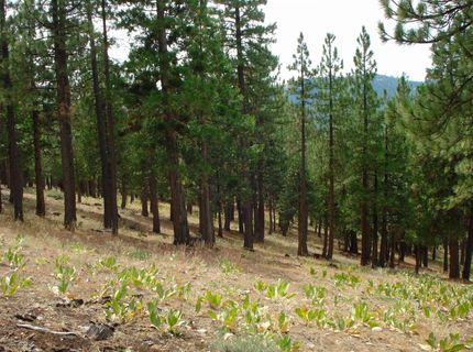 307 Big Cedar Lane, Portola, CA 96122 Photo