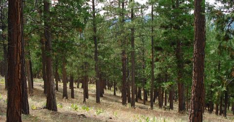 307 Big Cedar Lane, Portola, CA 96122 Photo