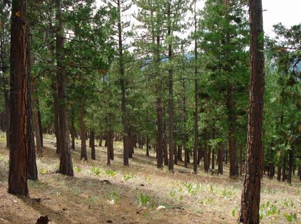 307 Big Cedar Lane, Portola, CA 96122 Photo