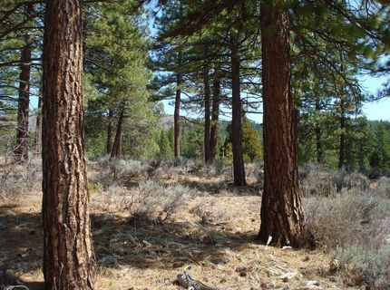 404 Blacktail Ridge, Lot #2, Portola, CA 96122 Photo