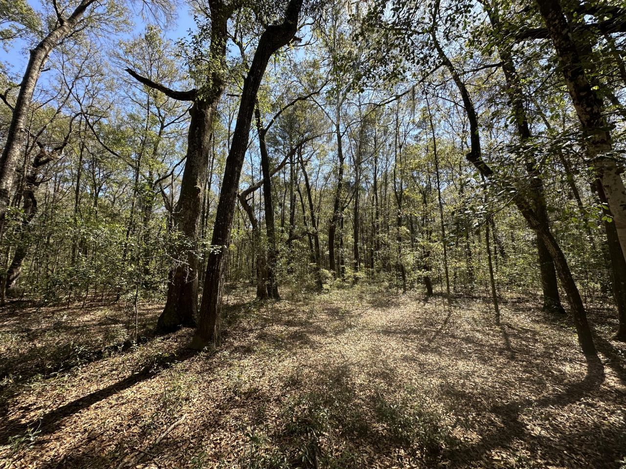 5194 Kuzia Road Photo 8